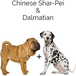 Sharmatian Dog